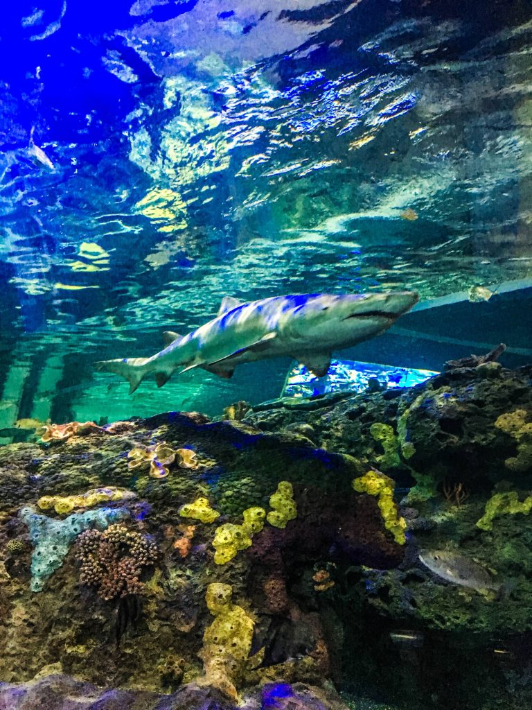 Ripley's aquarium of Canada à toronto